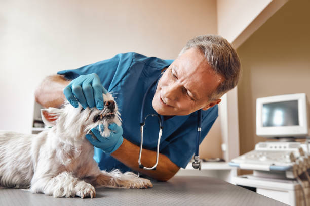 Best Broken or Cracked Tooth Emergency Dentist in Bent Creek, NC